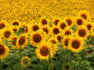 Sunflowers: National Flower of Ukrainede Ucrania
