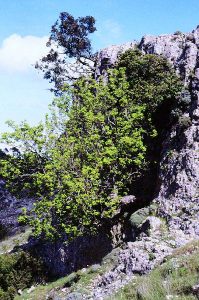 Acer granatense: in danger of extinction