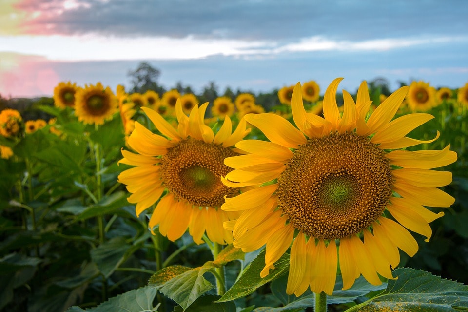 Los girasoles