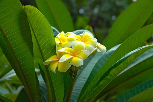 Plumeria