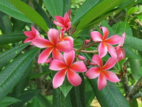 Frangipani