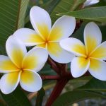 Frangipani