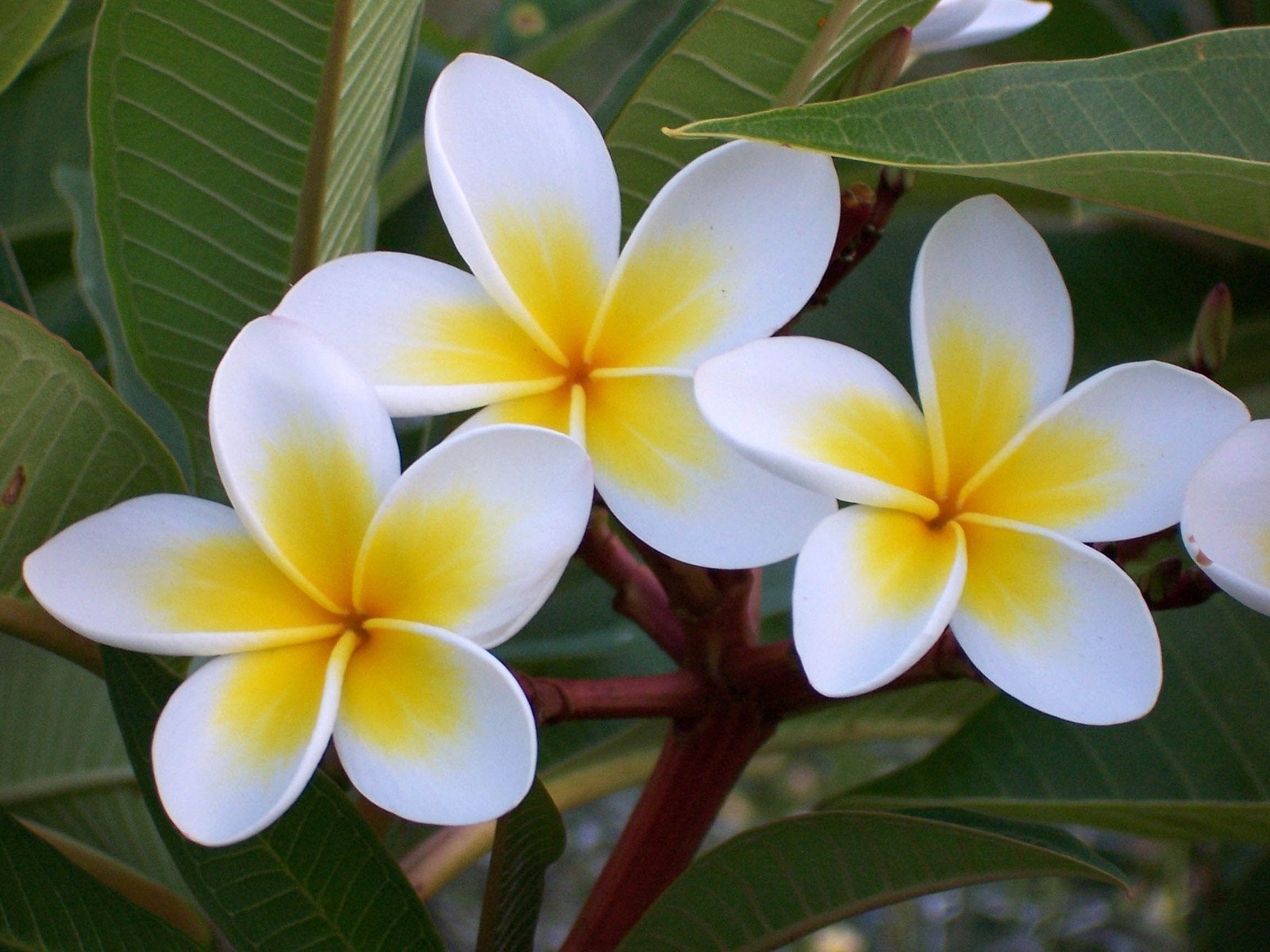 ▷ Frangipani, a beautiful and exotic flower with an exquisite aroma