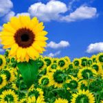 Los girasoles