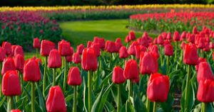 The red tulips
