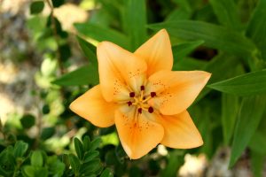 Exquisite fragrance lilies