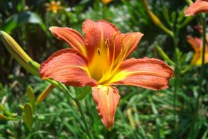 Meaning of lilies by their color