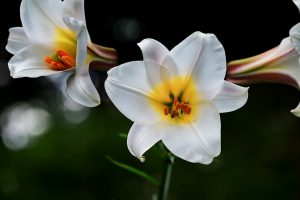 Ways to sow the lilies