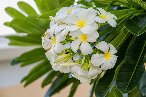 ▷ Frangipani, una hermosa y exótica flor con un exquisito aroma