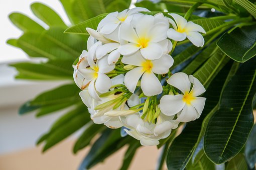 Frangipani