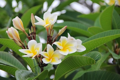Sacuanjoche or may Flower Sacuanjoche or may Flower