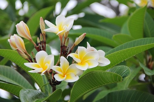 Sacuanjoche or may Flower