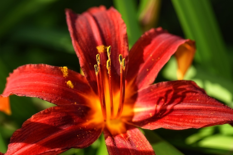 ▷ Los lirios, una hermosa, variada y exótica flor con un exquisito aroma