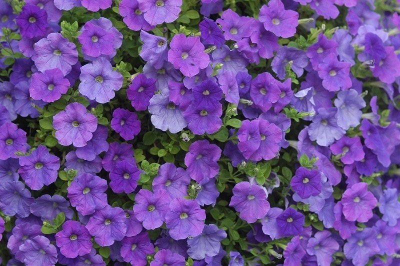 Petunias