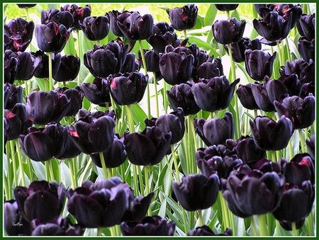 black tulip