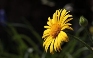 Thymophylla tenuiloba Thymophylla tenuiloba