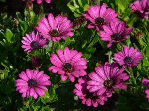 Purple echinacea