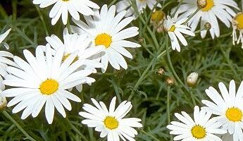 Chrysanthemum furtescens