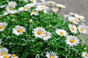 Bellis perennis Daisy Bellis perennis