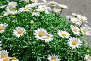 Daisy Bellis perennis