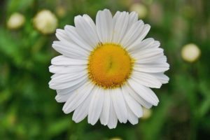 Daisy from Shasta Daisy from Shasta