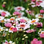 Margarita Argyranthemum frutescens