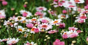 Margarita Argyranthemum frutescens