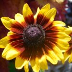 Margarita Rudbeckia