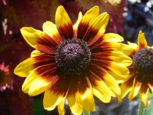 Rudbeckia Margarita Rudbeckia