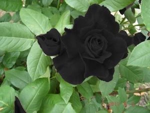 Rosa negra de halfeti