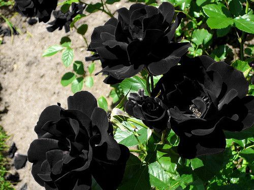 Black Rose of Halfeti