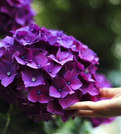 hydrangeas