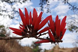 erythrina