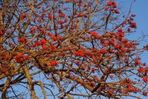 Coral tree