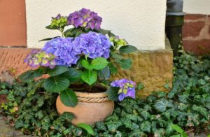 las hortensias las hortensias
