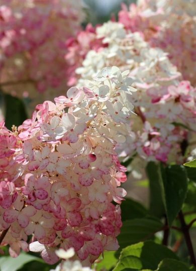 hydrangeas