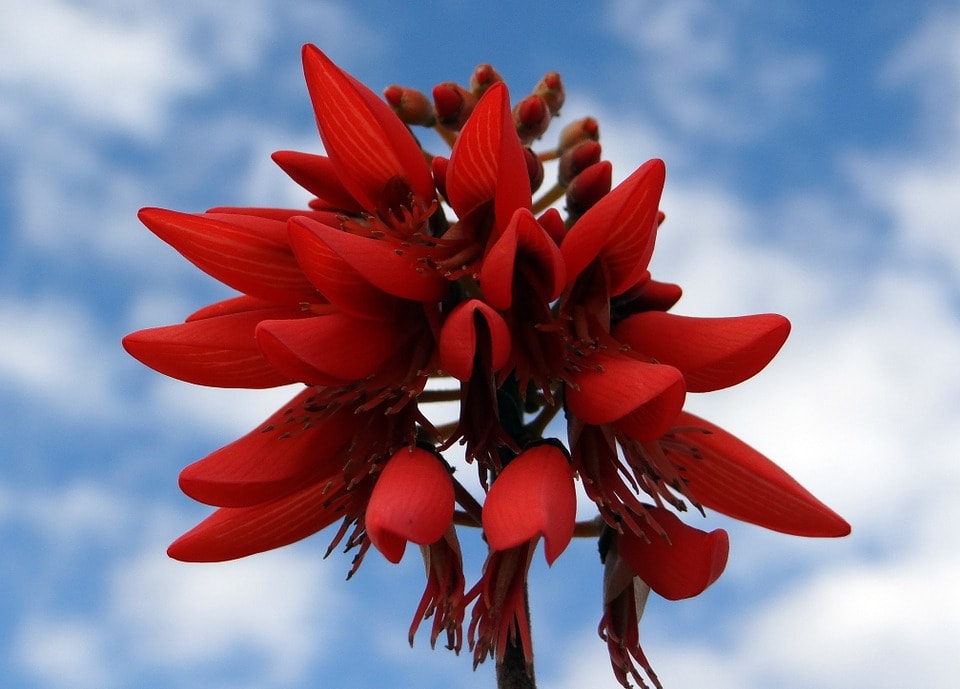 ▷ El árbol de coral: su origen, características,cuidados y leyendas. Flor  nacional.