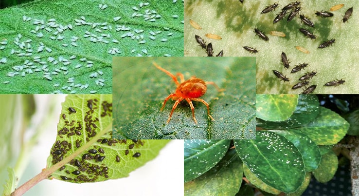 Types of pests: Cochineals, aphids, whitefly, trips and red spider