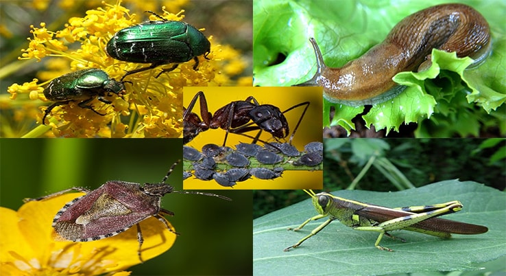 Types of pests: snails, ants, grasshoppers, cetonia and insect bugs