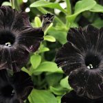 Petunia black cat