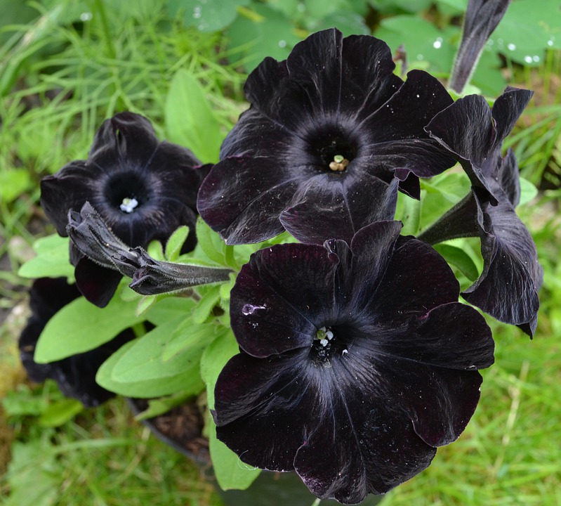 Petunia gato negro