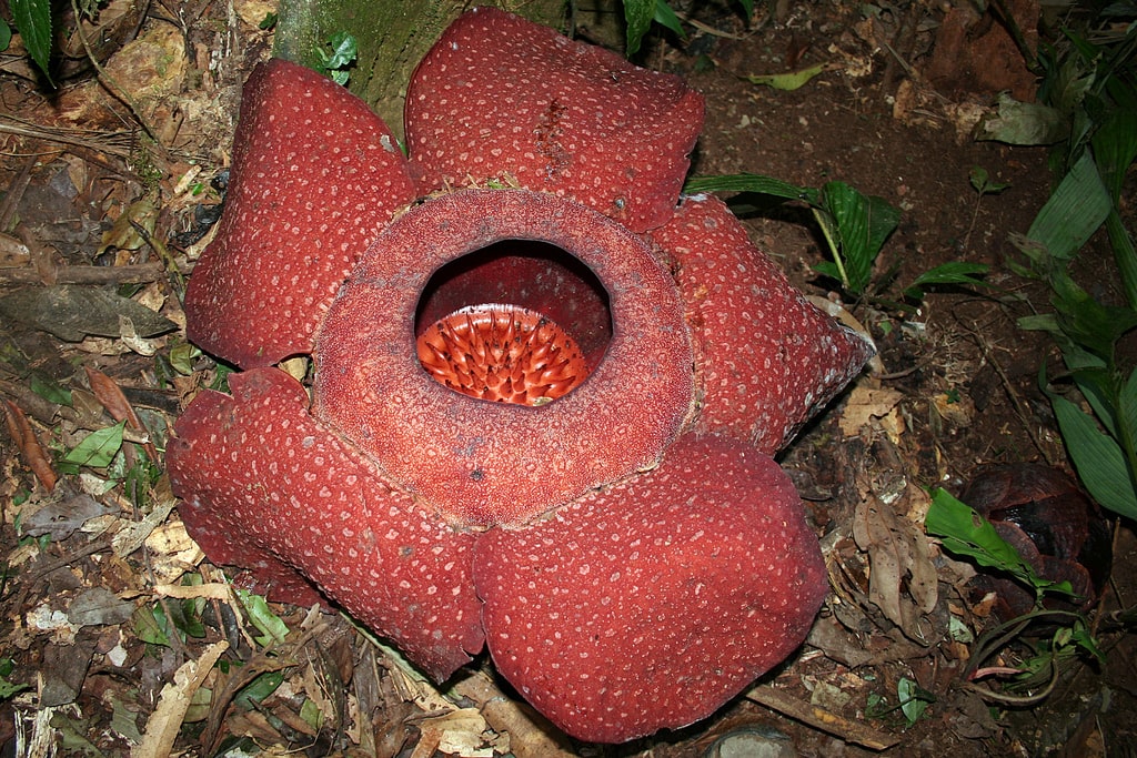 rafflesia rafflesia