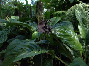 Flor murciélago: una orquídea especial
