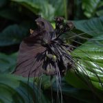 Orquídea negra: Flor murciélago