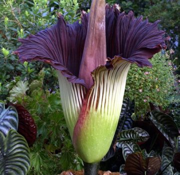 Amorphophallus titanum Amorphophallus titanum