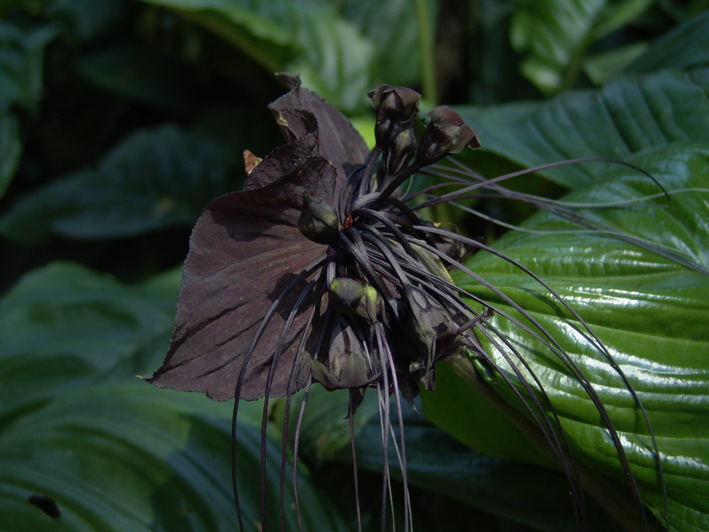 Orquídea negra: Flor murciélago