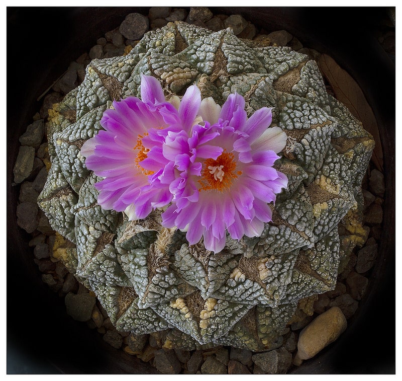 Los cactus: su origen, características y cuidados. Los tipos de cactus.