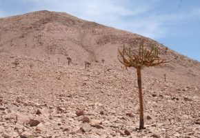 Tipo de cactus: Browningia candelaris