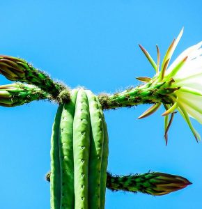 Cactus San Pedro