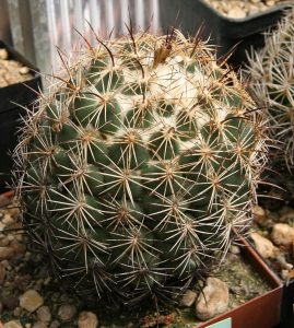 Tipo de cactus: Coryphantha compacta